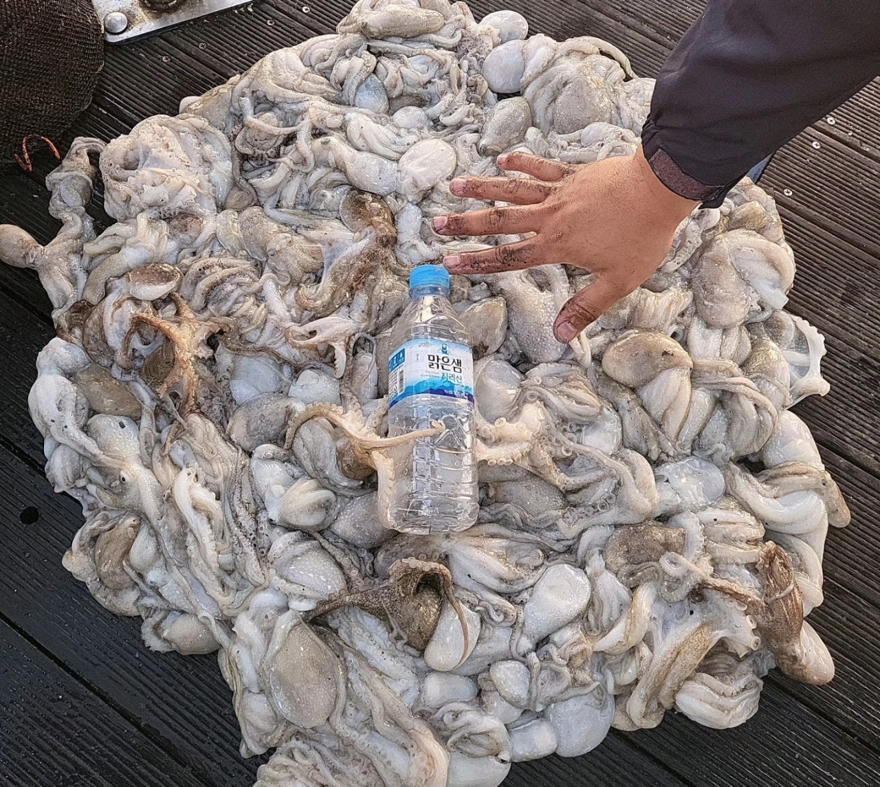 사용자가 올린 이미지