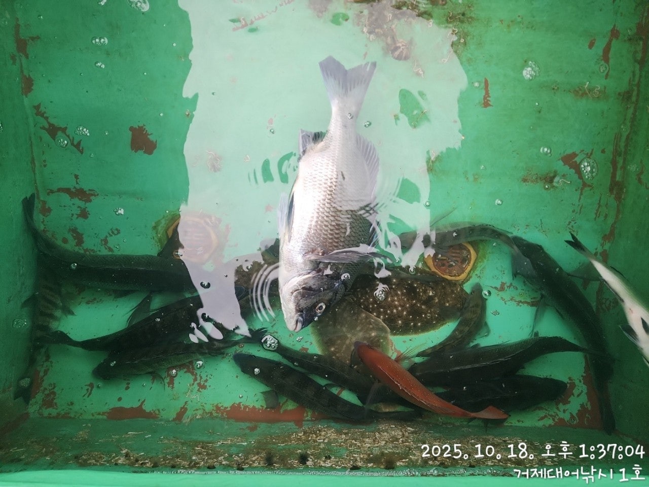 사용자가 올린 이미지