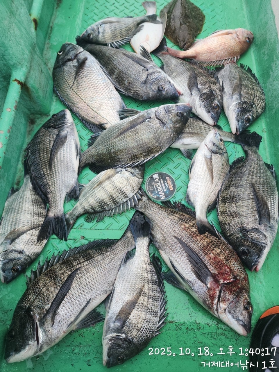 사용자가 올린 이미지