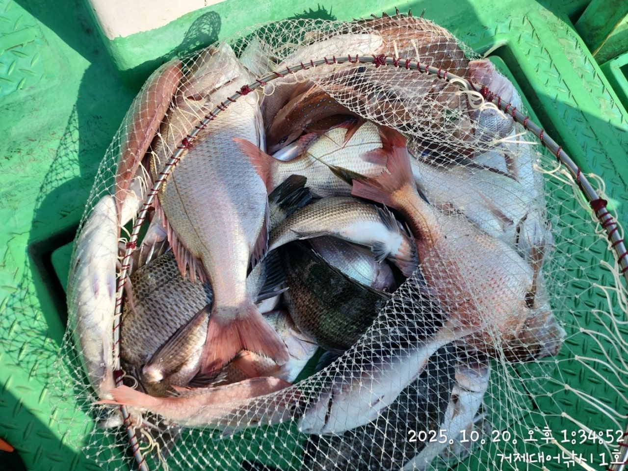 사용자가 올린 이미지