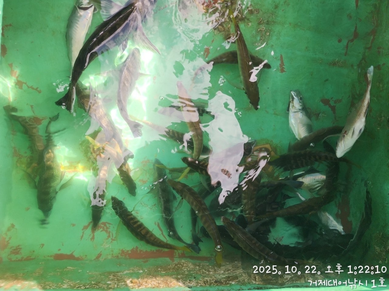 사용자가 올린 이미지