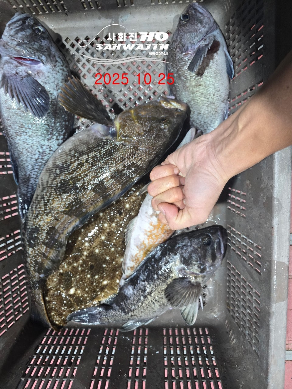 사용자가 올린 이미지