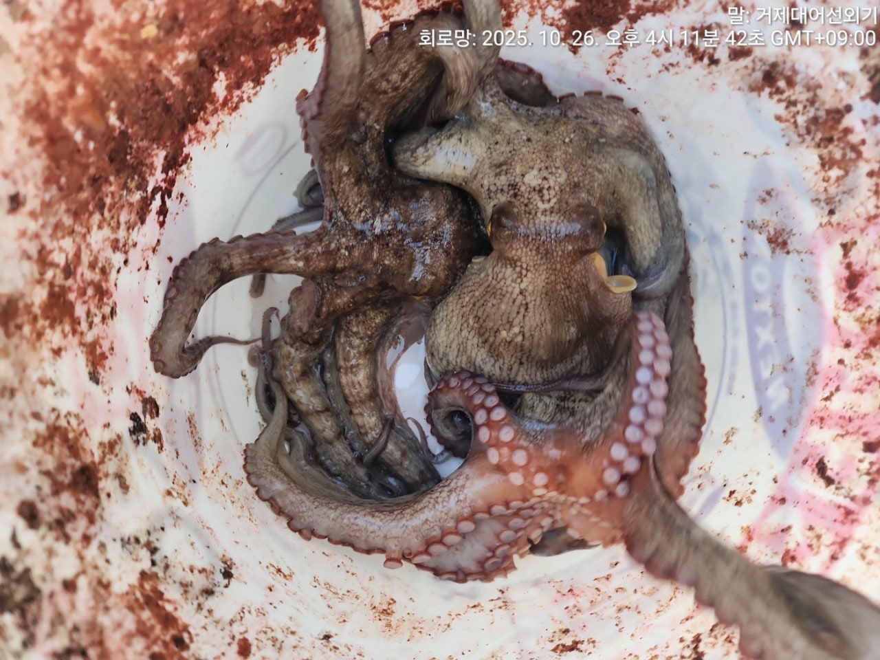 ڰ ø ̹