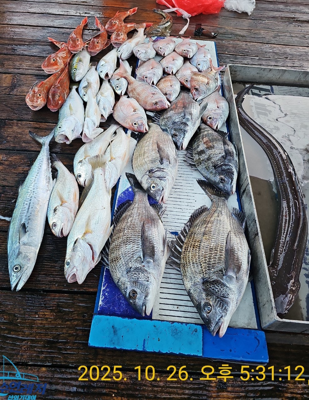 사용자가 올린 이미지