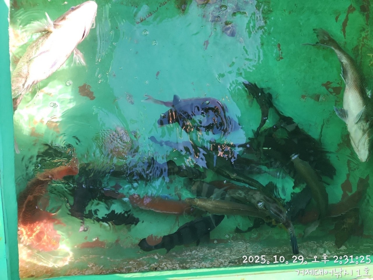 사용자가 올린 이미지