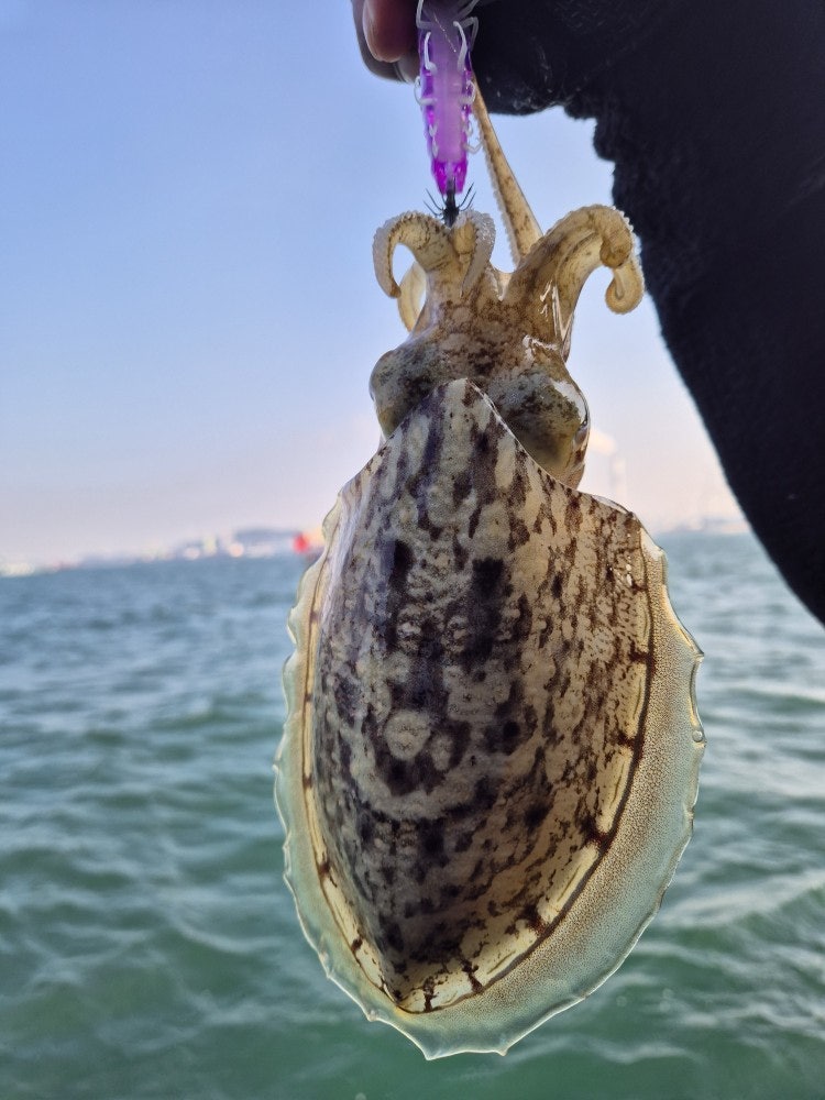 사용자가 올린 이미지