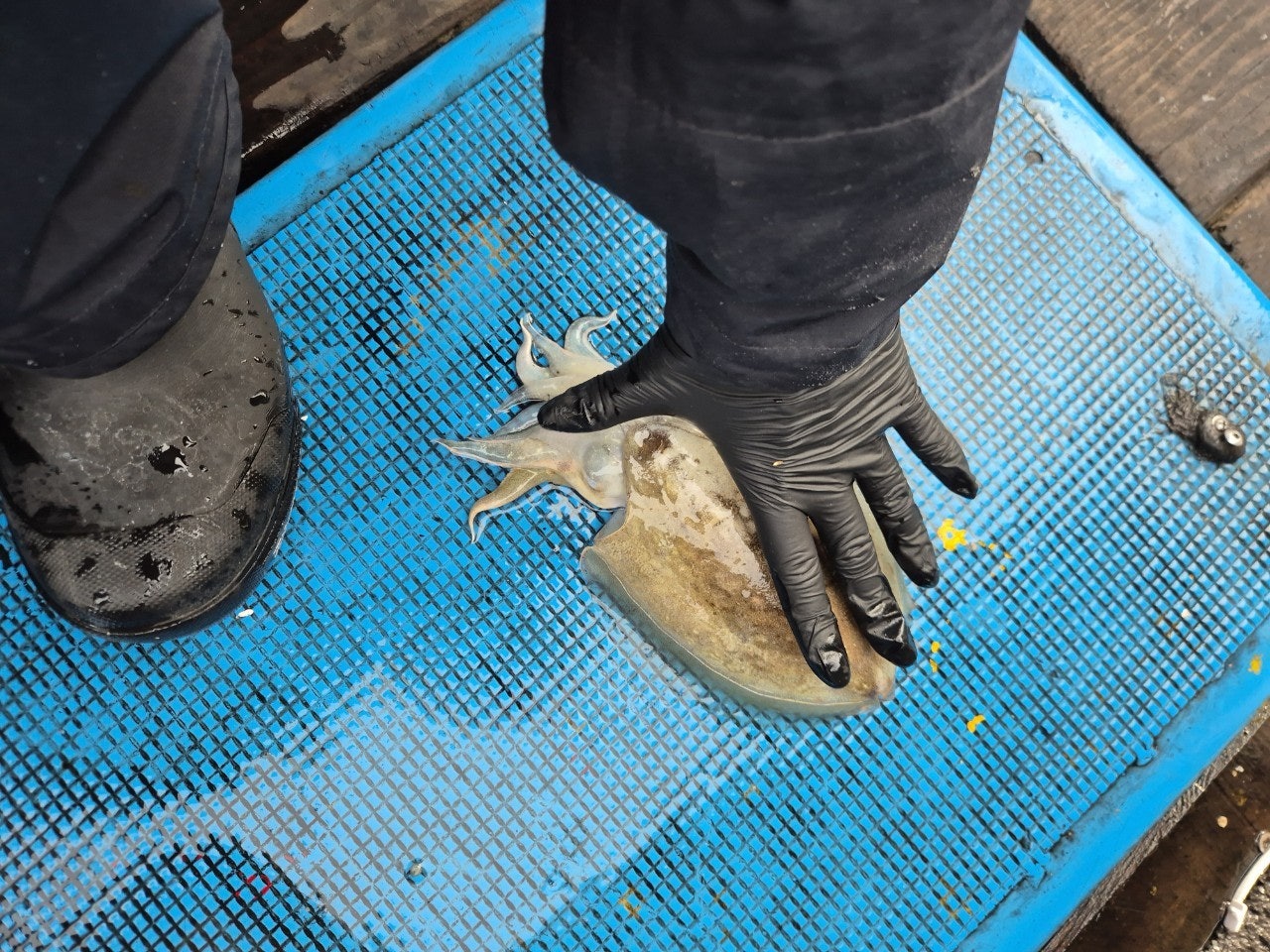 사용자가 올린 이미지