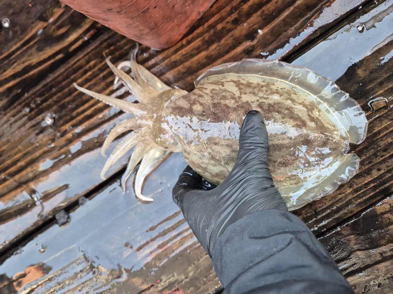 사용자가 올린 이미지