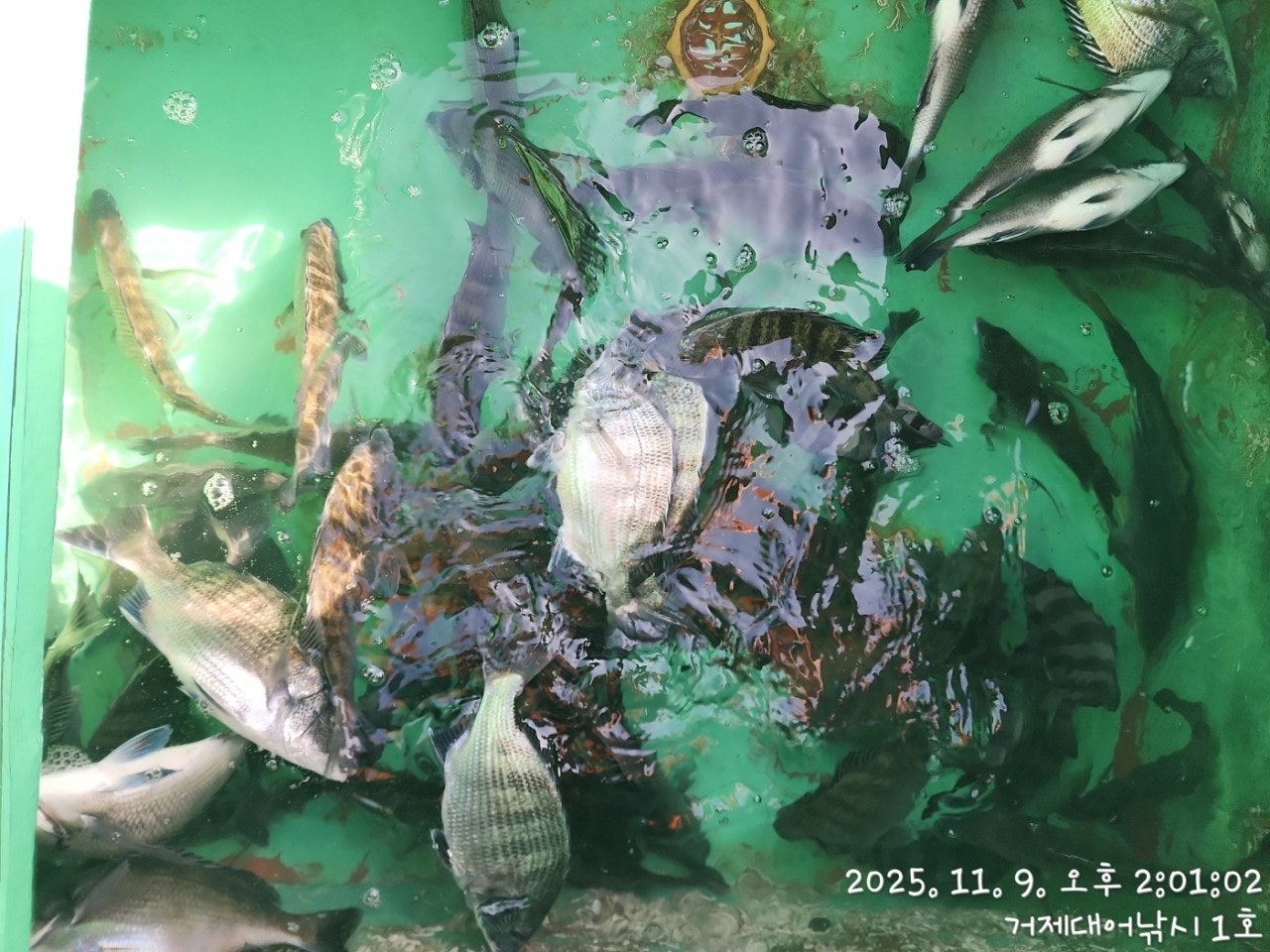 사용자가 올린 이미지