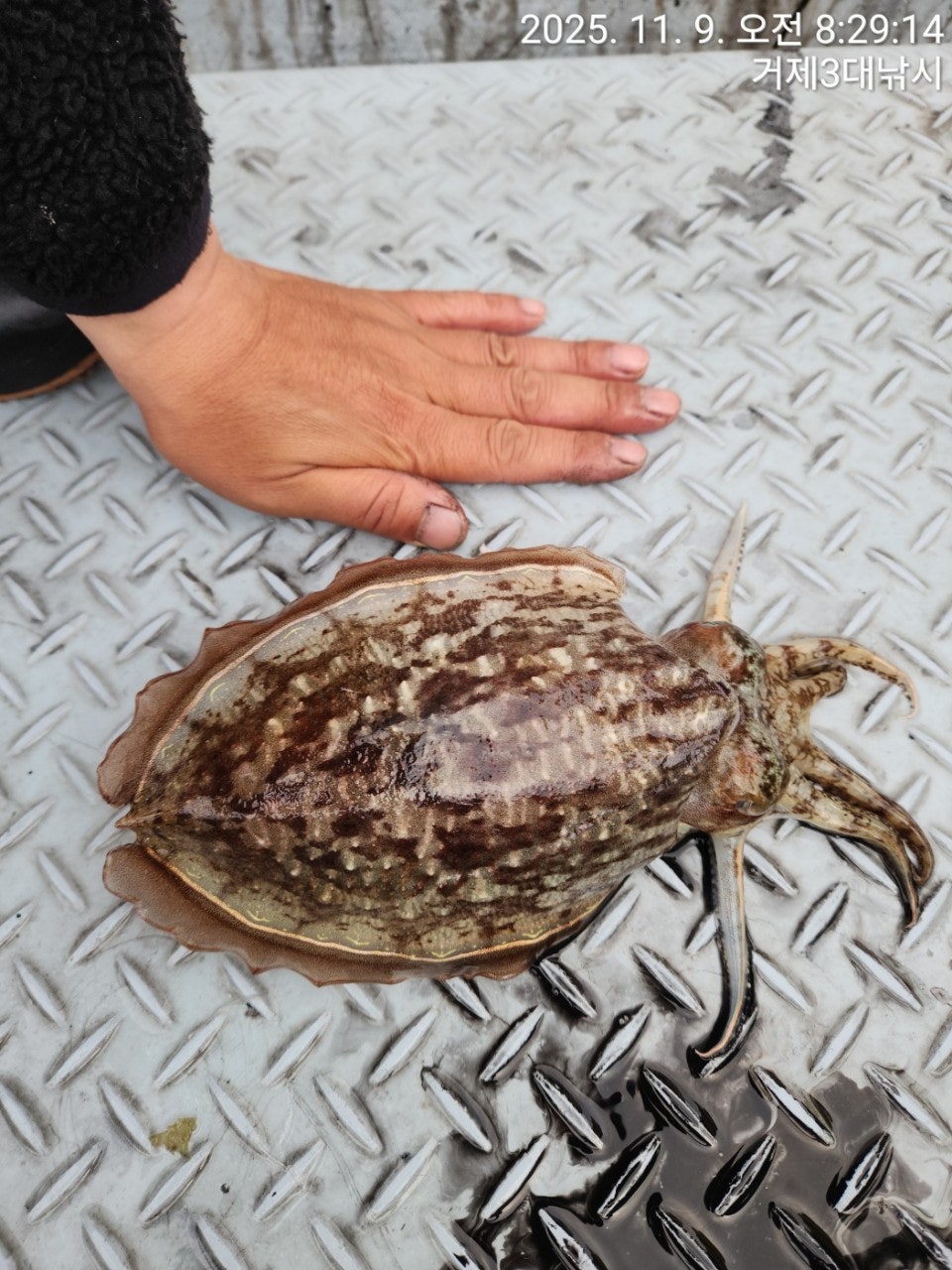 사용자가 올린 이미지