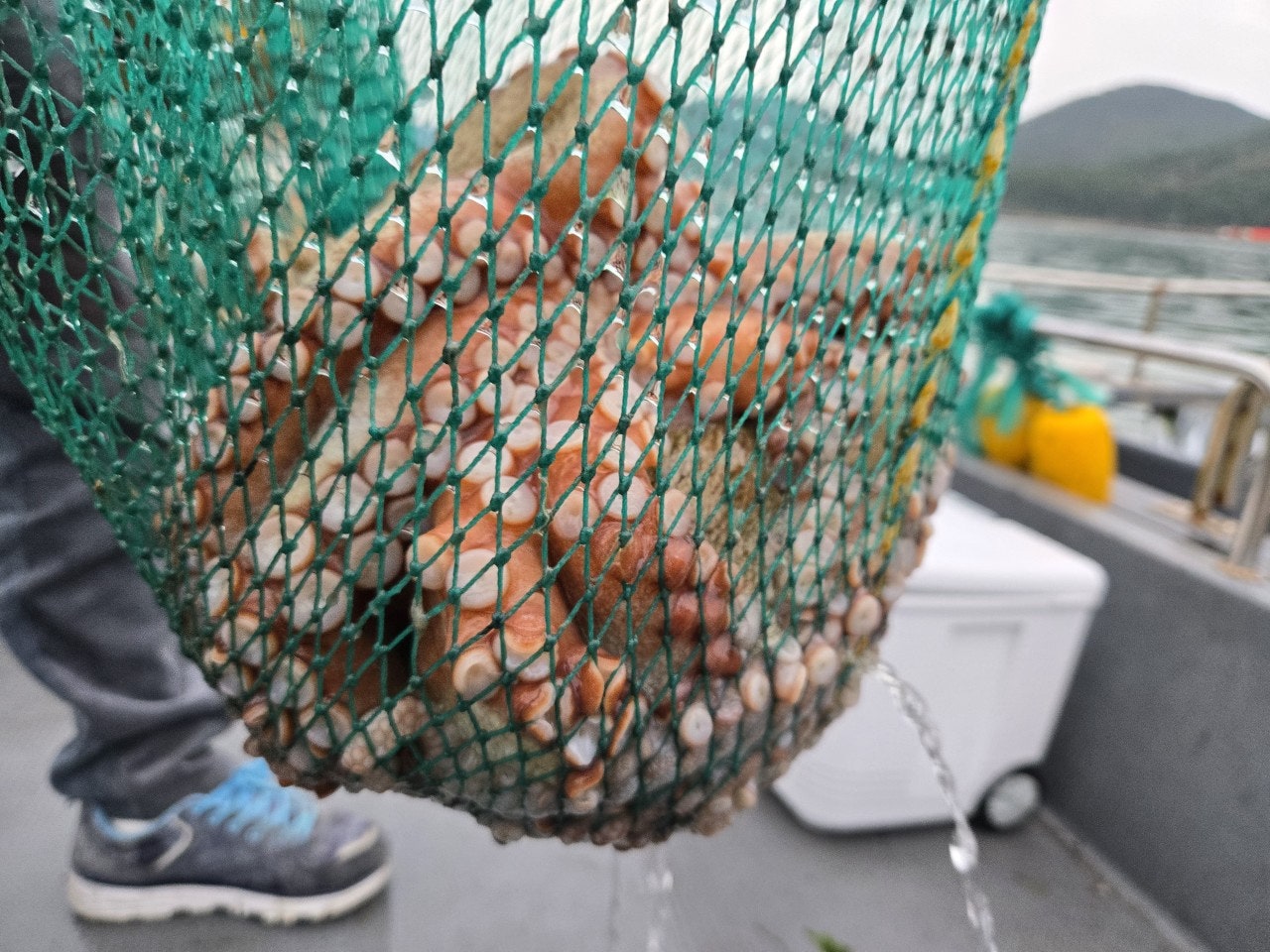 사용자가 올린 이미지