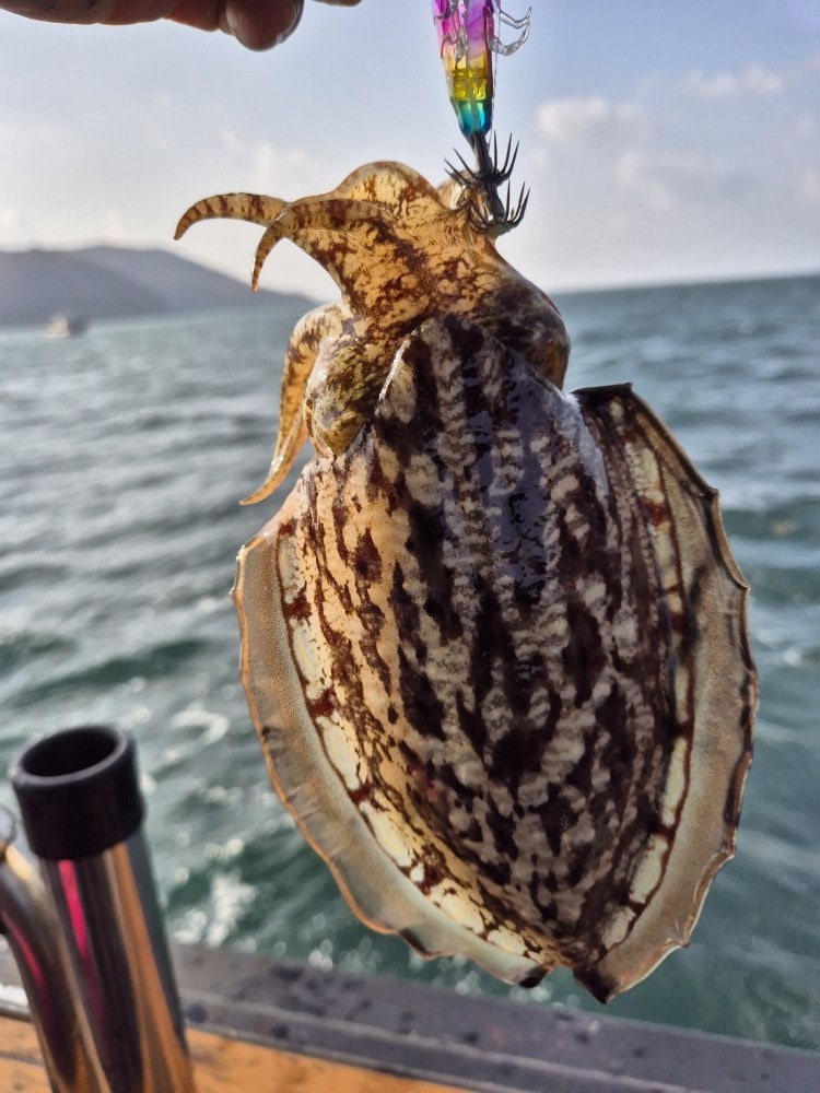 사용자가 올린 이미지