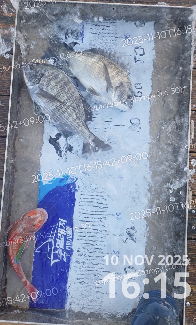 사용자가 올린 이미지