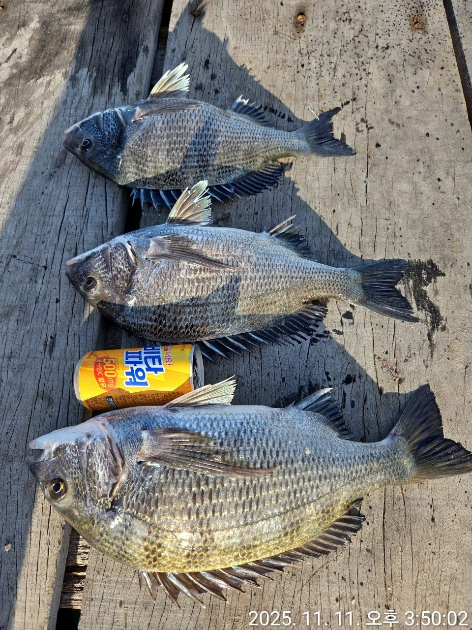 ����ڰ� �ø� �̹���