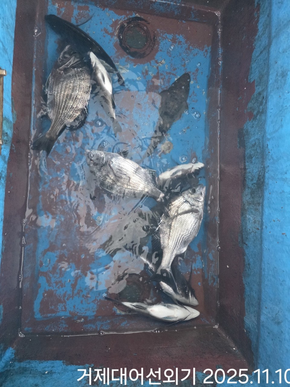 ����ڰ� �ø� �̹���