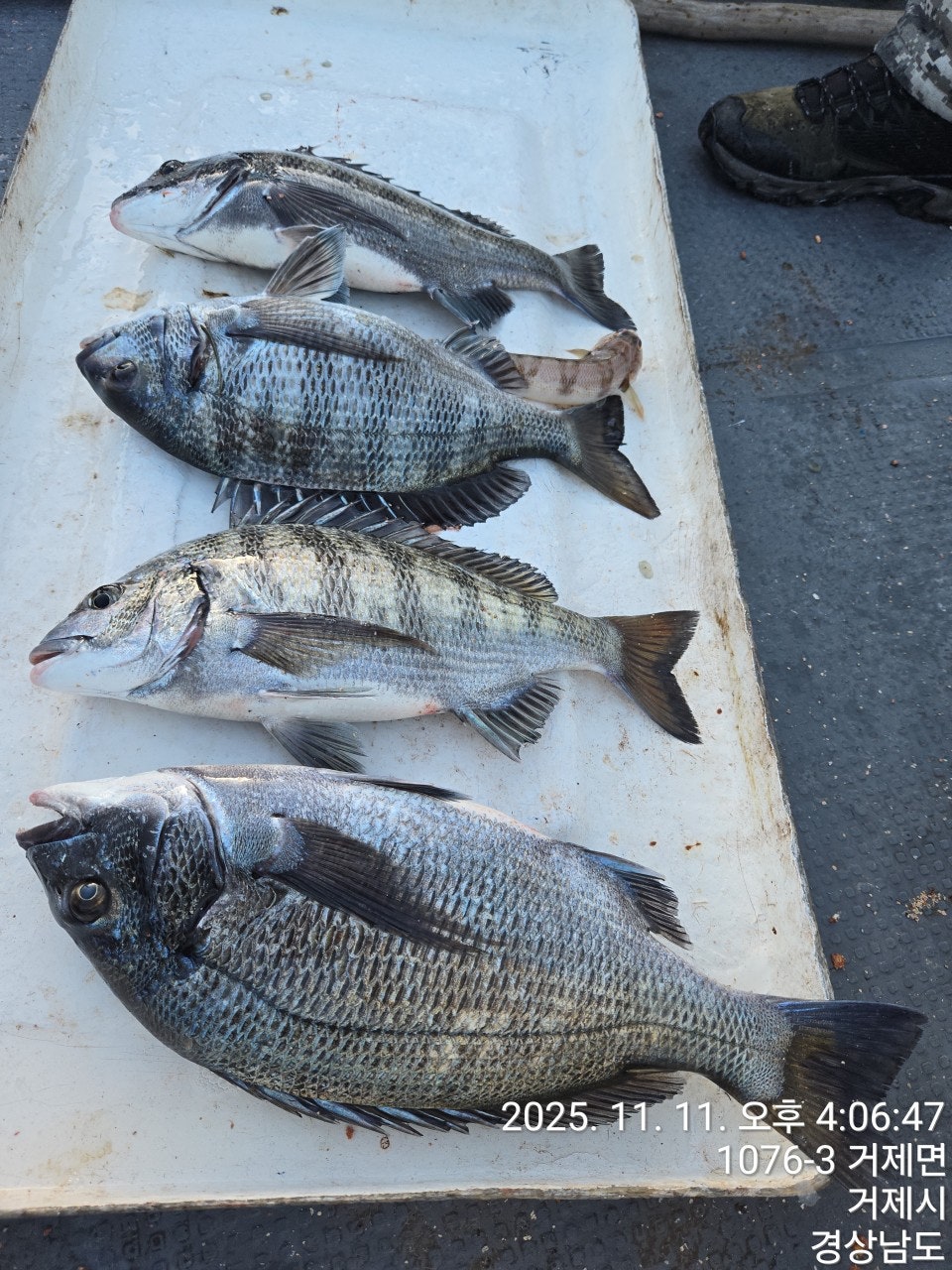 ����ڰ� �ø� �̹���