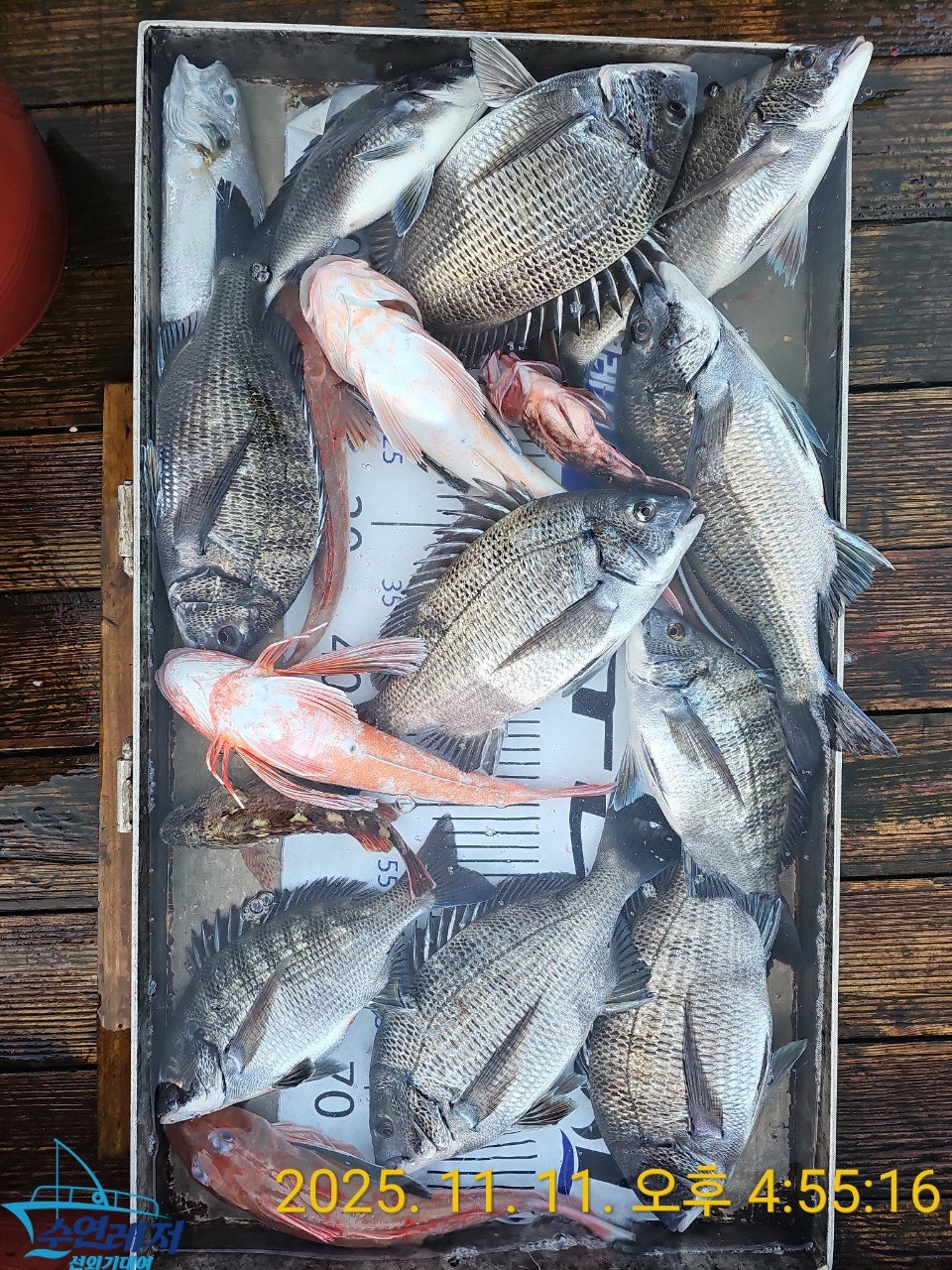 사용자가 올린 이미지