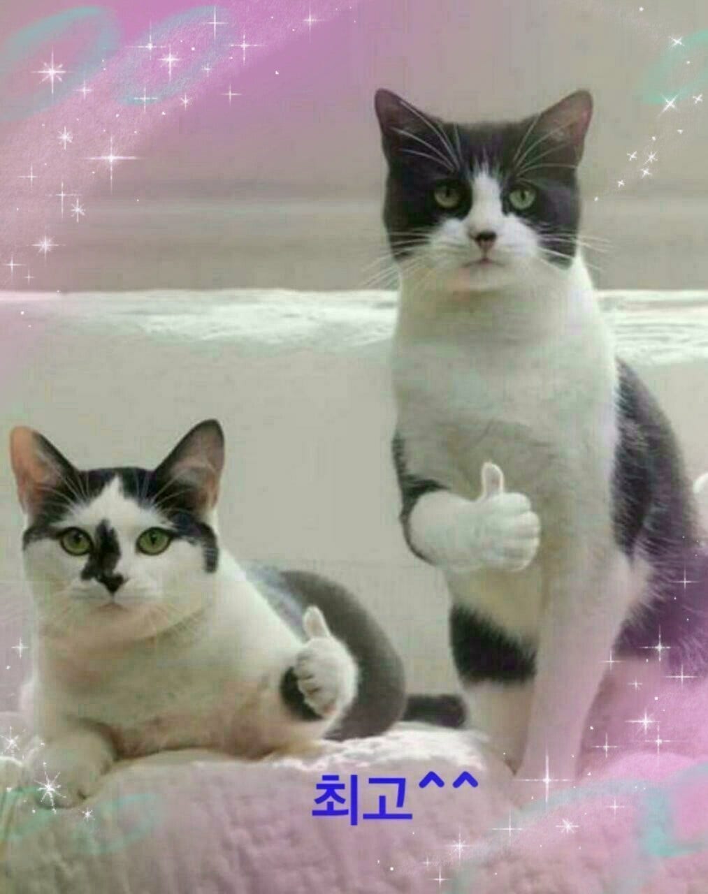 ����ڰ� �ø� �̹���