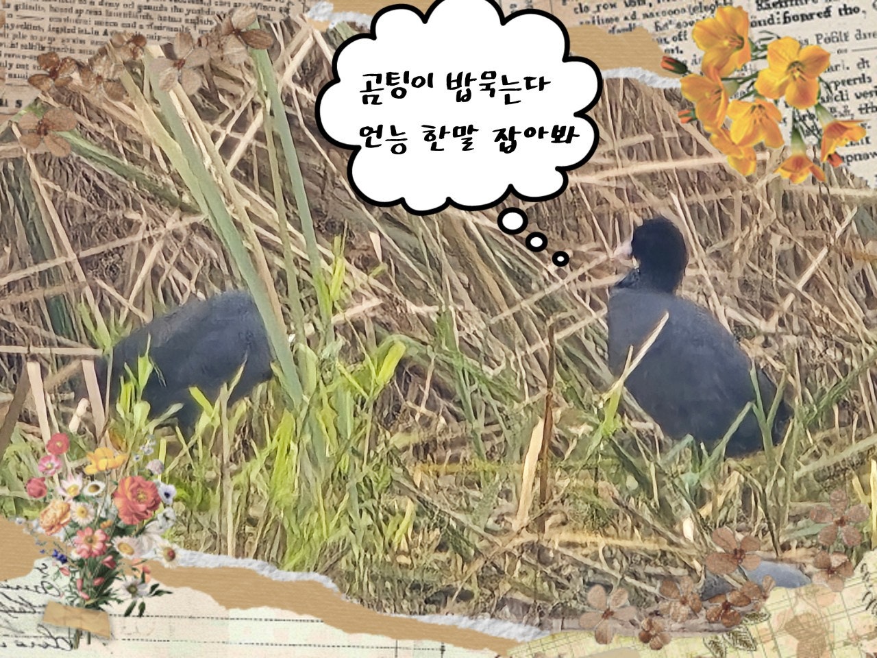 ����ڰ� �ø� �̹���