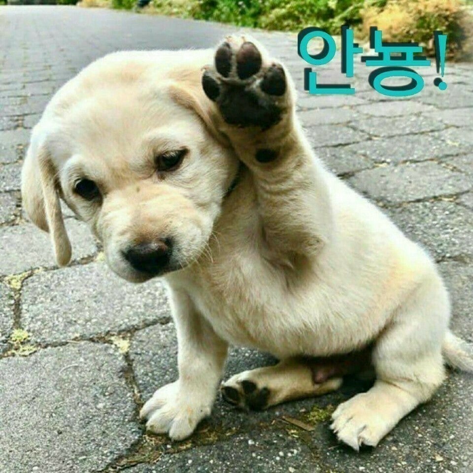 ����ڰ� �ø� �̹���