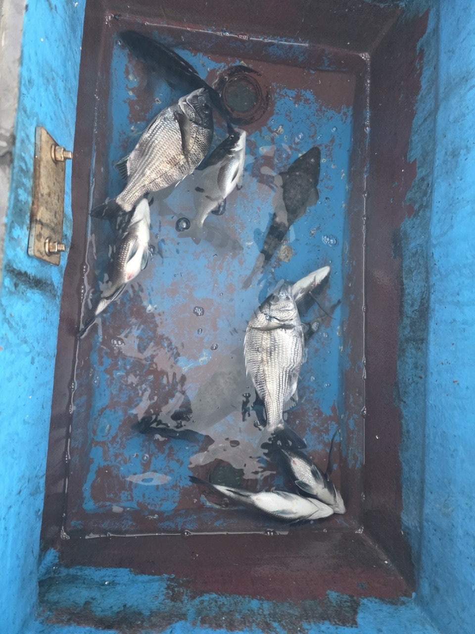 ����ڰ� �ø� �̹���