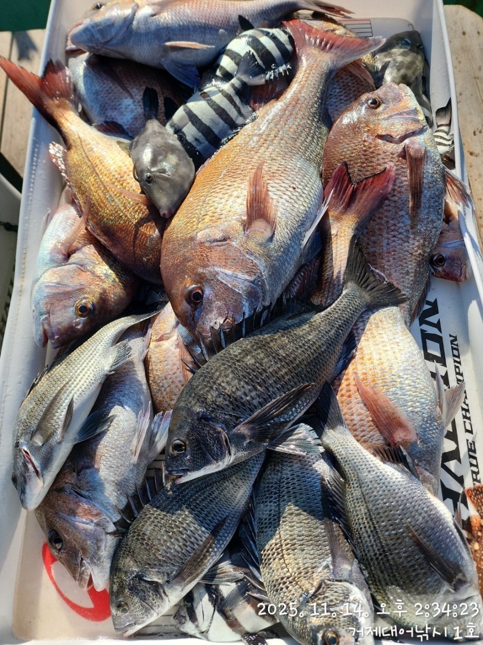 사용자가 올린 이미지