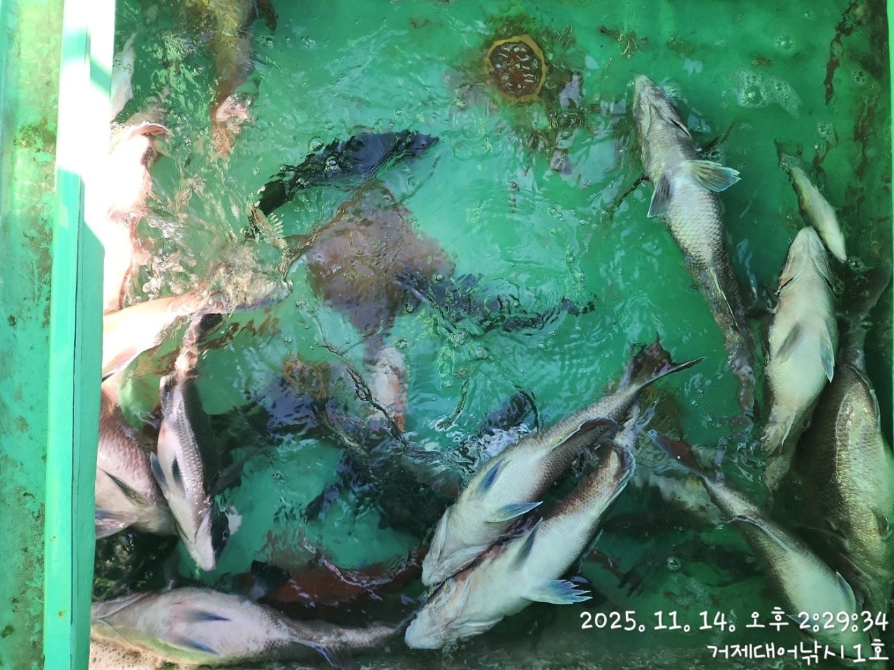 사용자가 올린 이미지