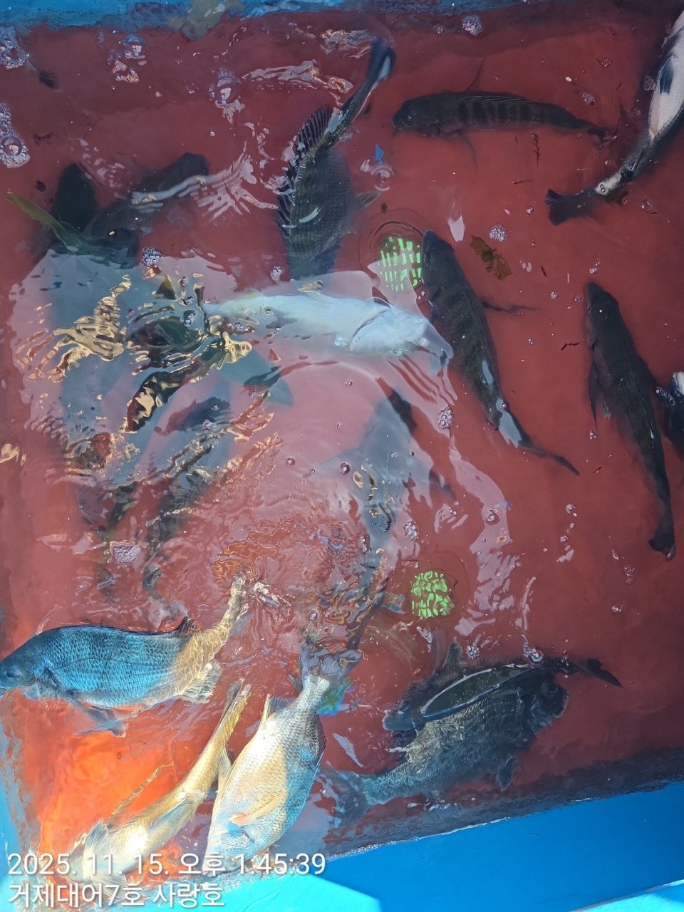 사용자가 올린 이미지