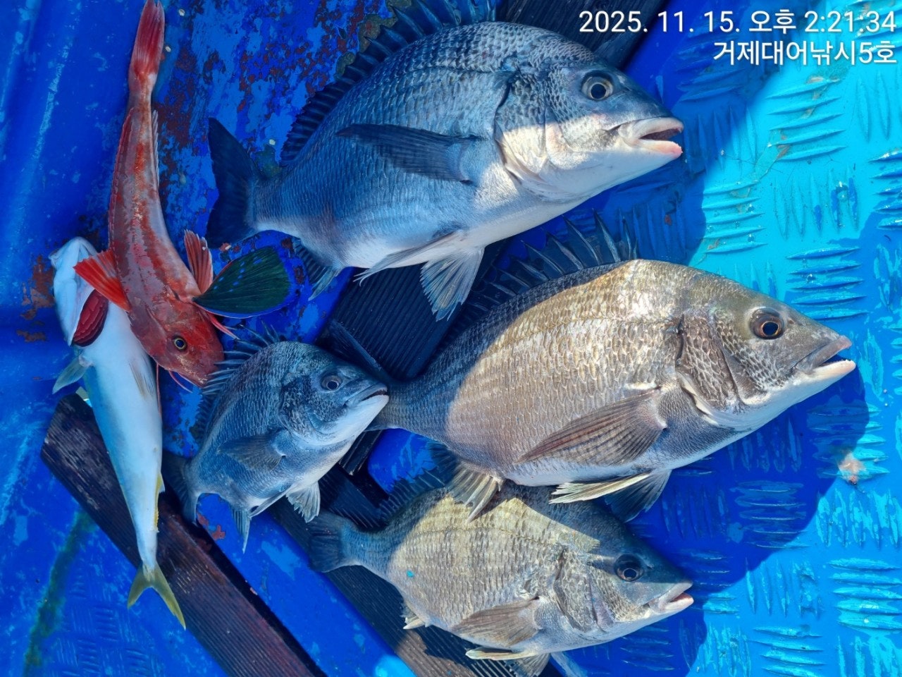 사용자가 올린 이미지