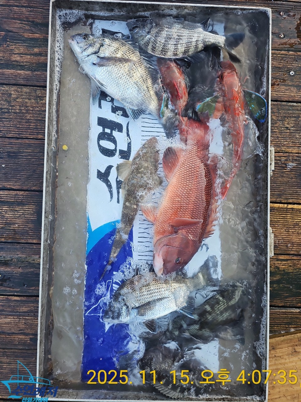 사용자가 올린 이미지