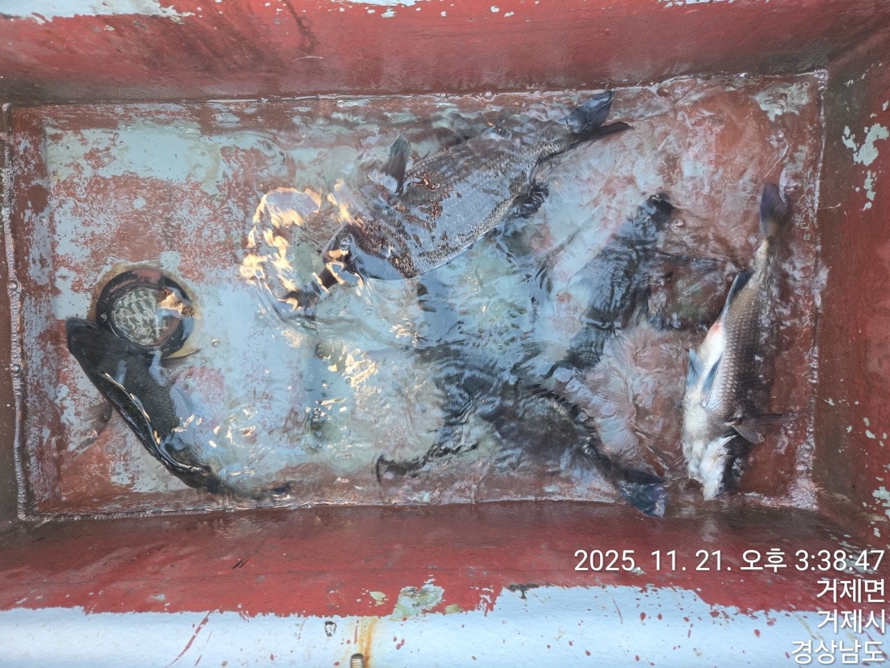 사용자가 올린 이미지