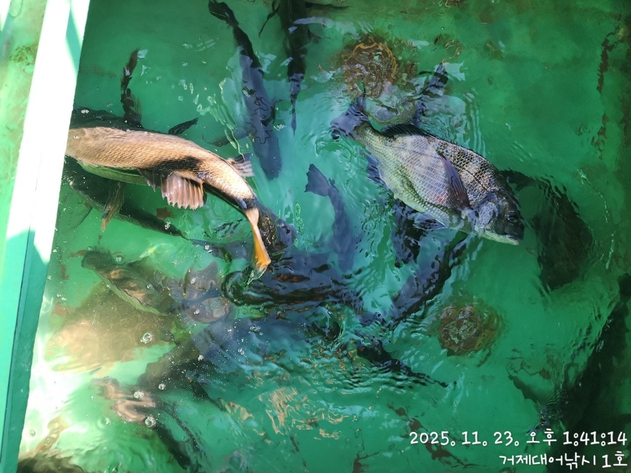 사용자가 올린 이미지