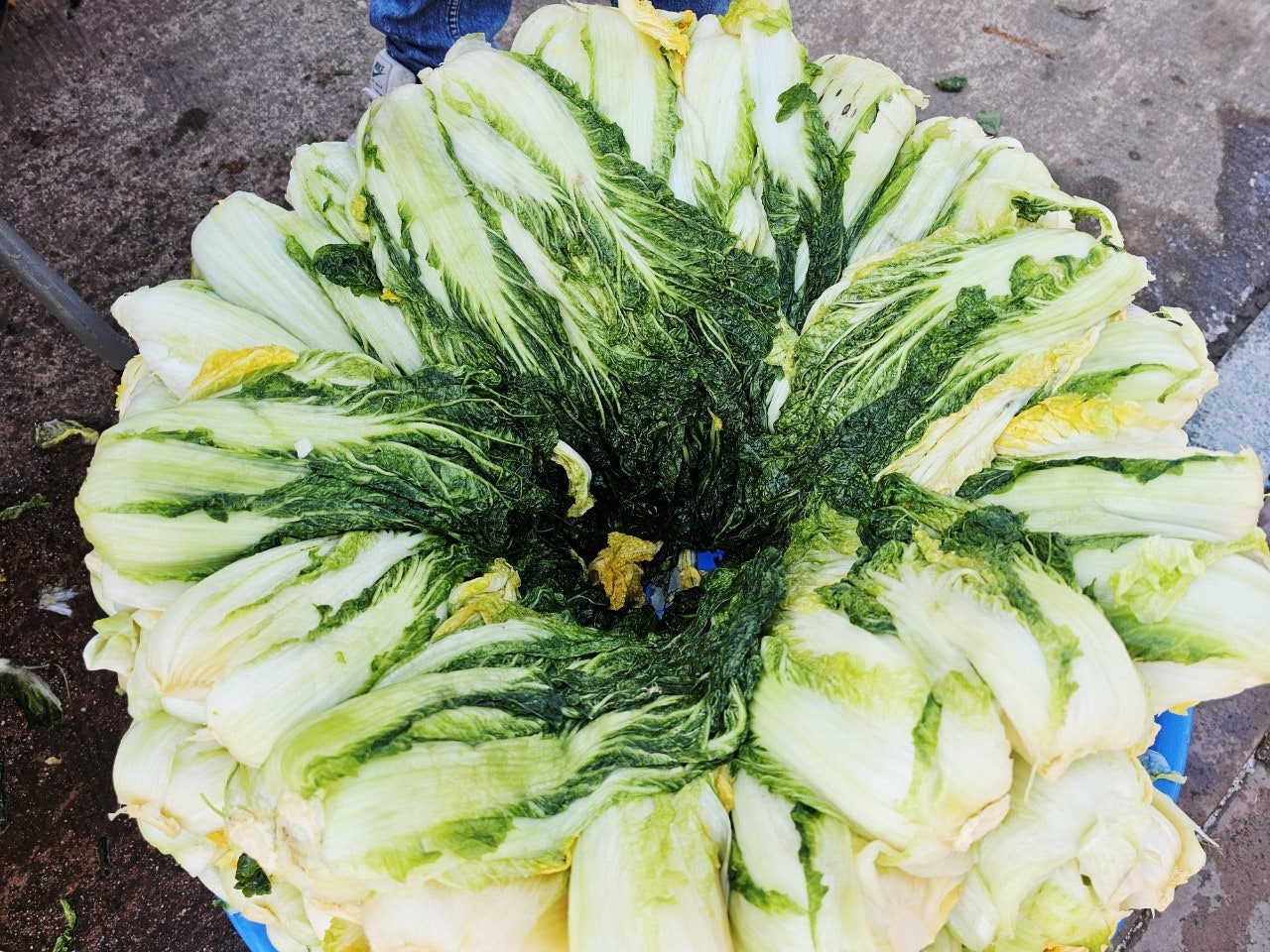 사용자가 올린 이미지