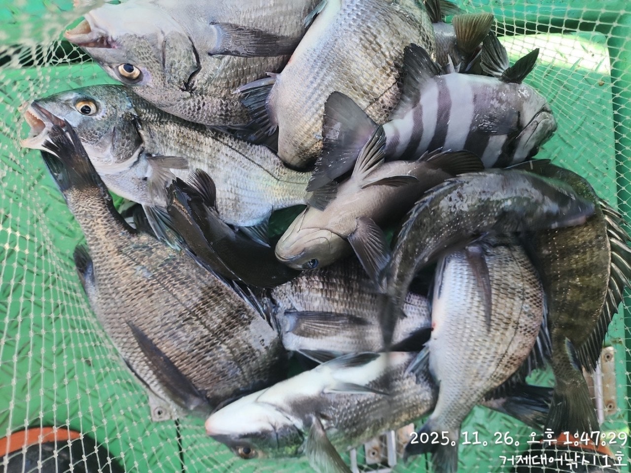 사용자가 올린 이미지