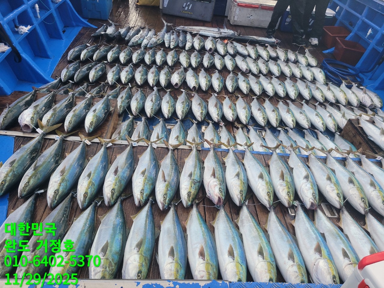 11월 29일 완도 거정호 빅게임(방어  부시리) 조황입니다 .