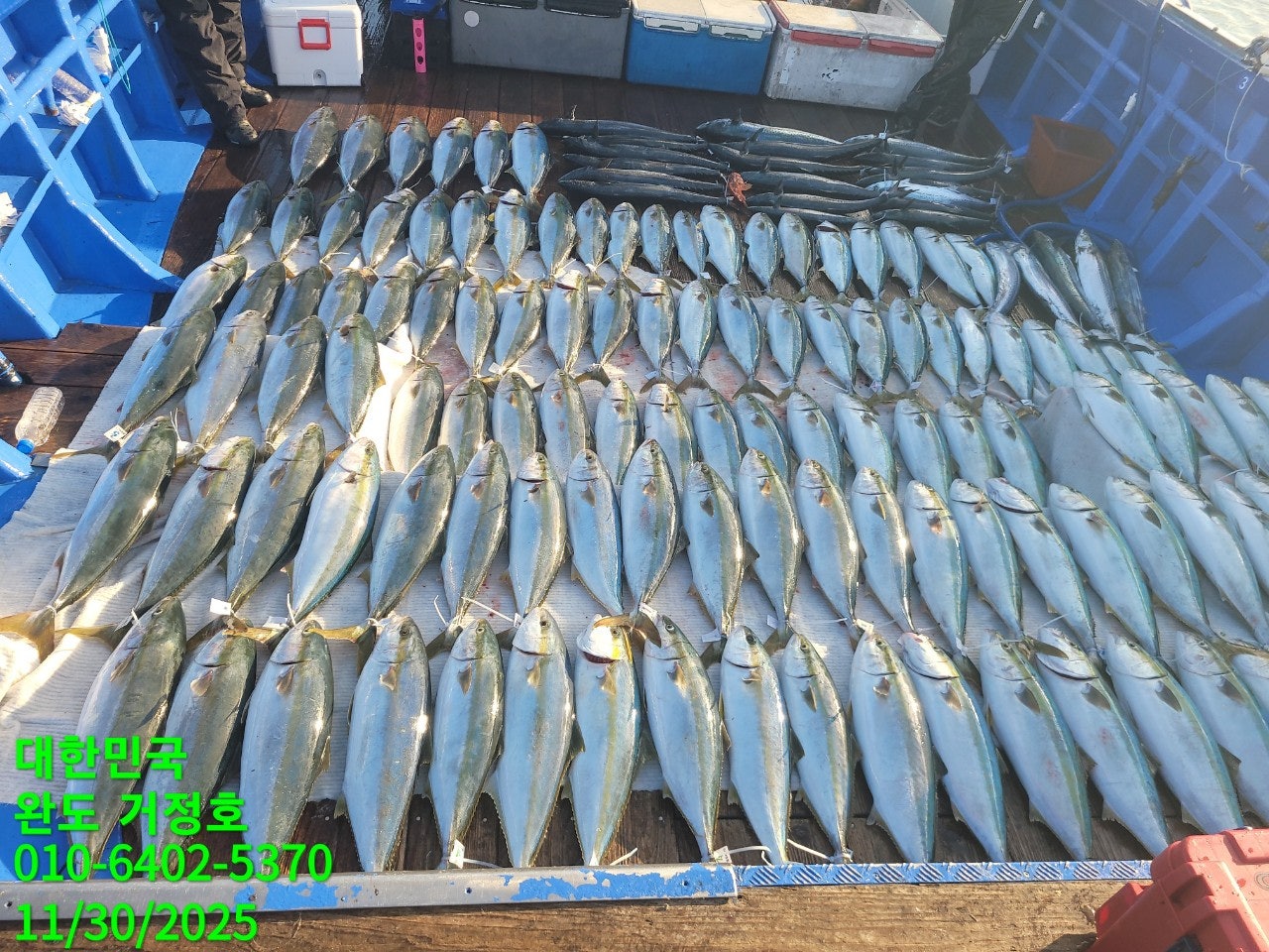 11월 30일 완도 거정호 빅게임(방어  부시리) 조황입니다 .