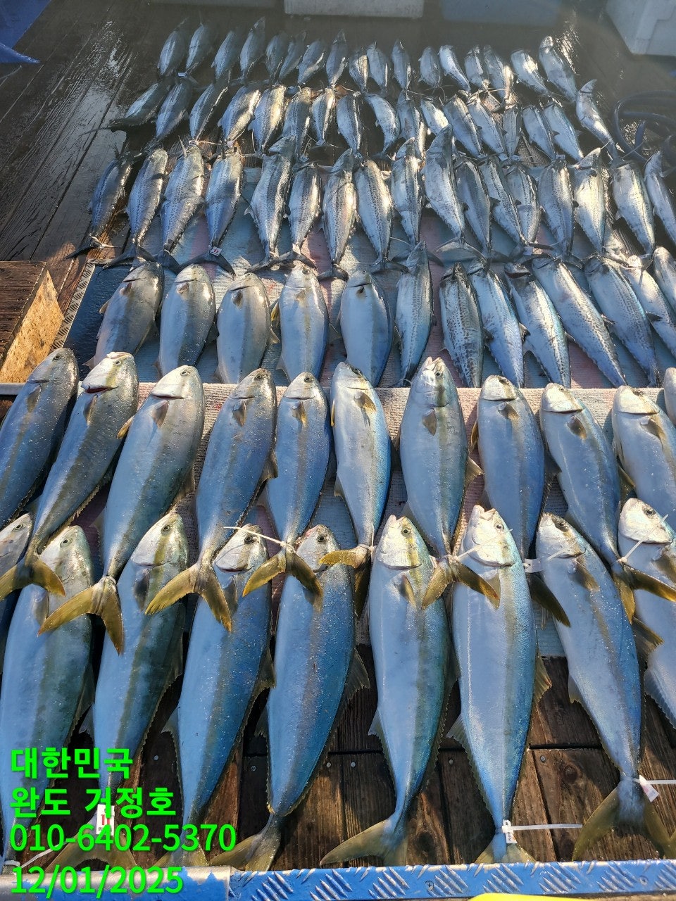 12월 01일 완도 거정호 빅게임(방어  부시리) 조황입니다 .