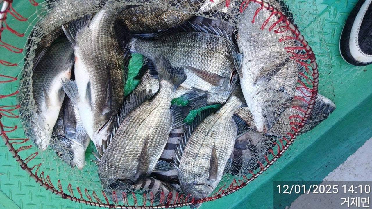 ����ڰ� �ø� �̹���