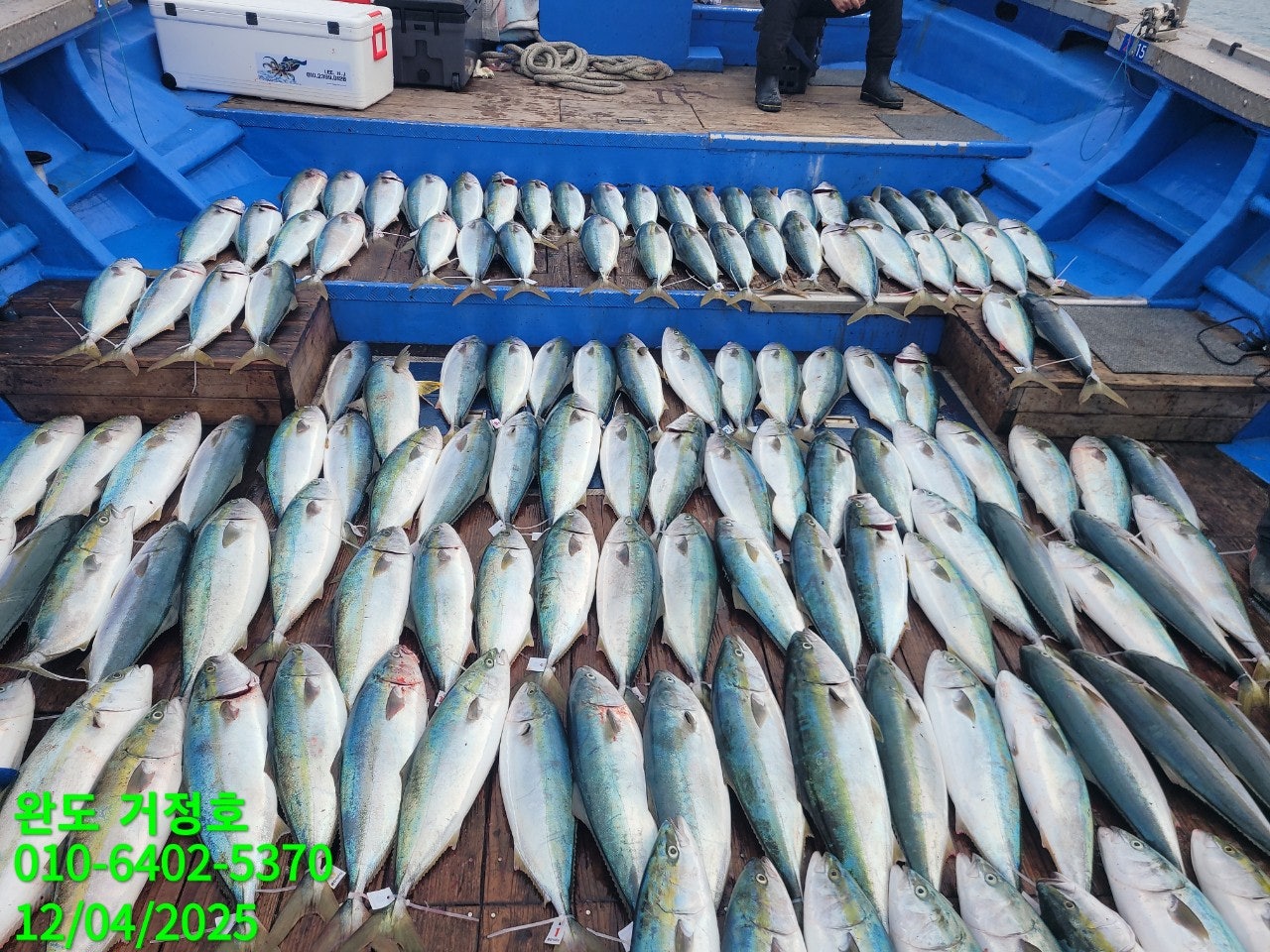 12월 04일 완도 거정호 빅게임(방어  부시리) 조황입니다 .