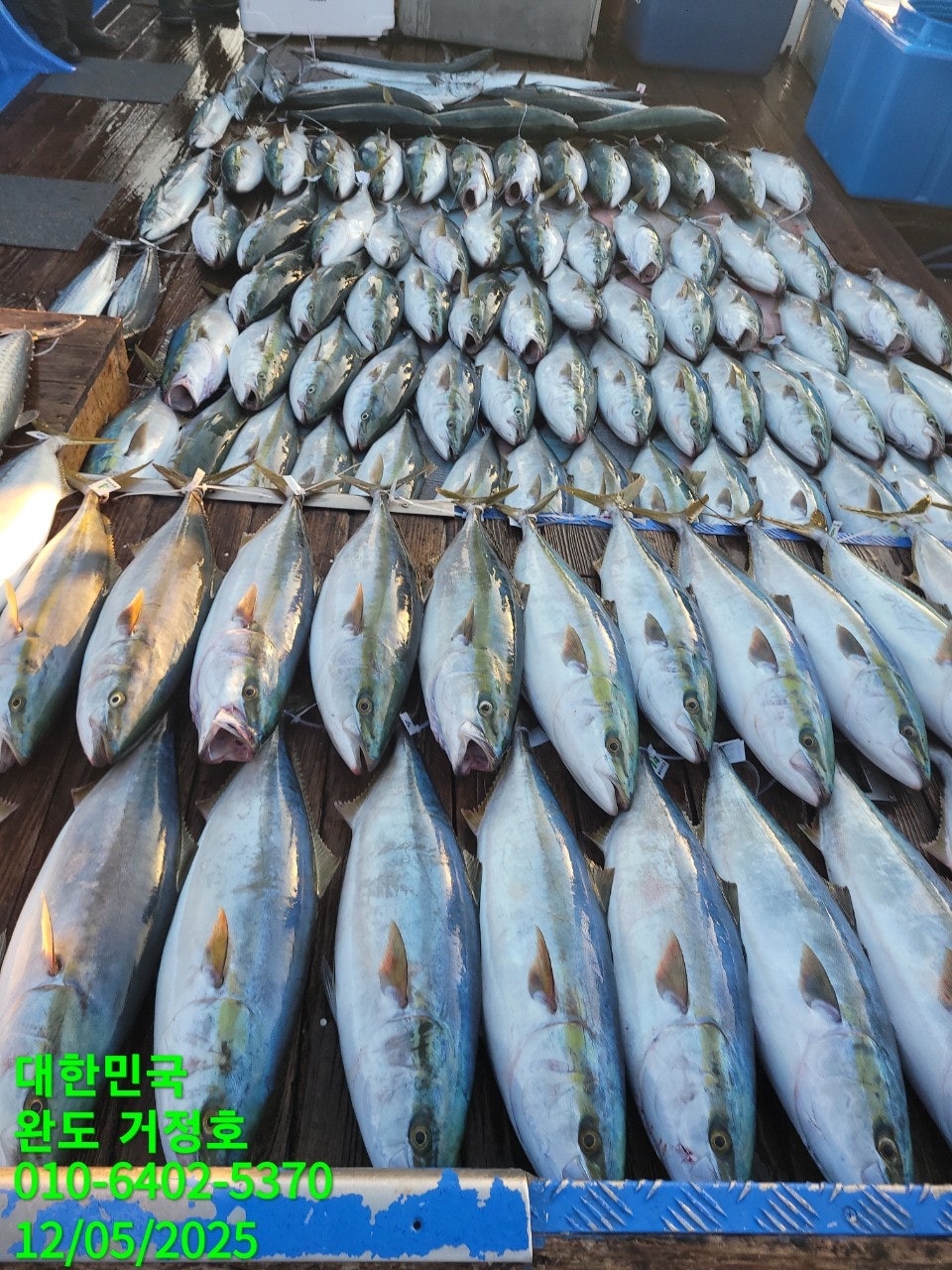 12월 05일 완도 거정호 빅게임(방어  부시리) 조황입니다 .