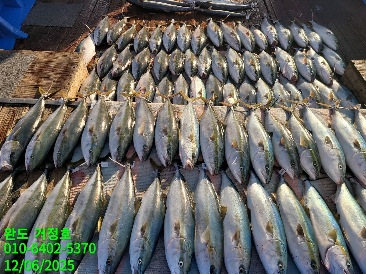 12월 06일 완도 거정호 빅게임(방어  부시리) 조황입니다 .
