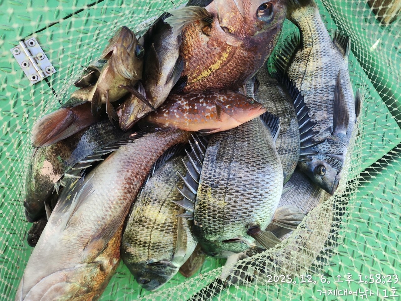 사용자가 올린 이미지