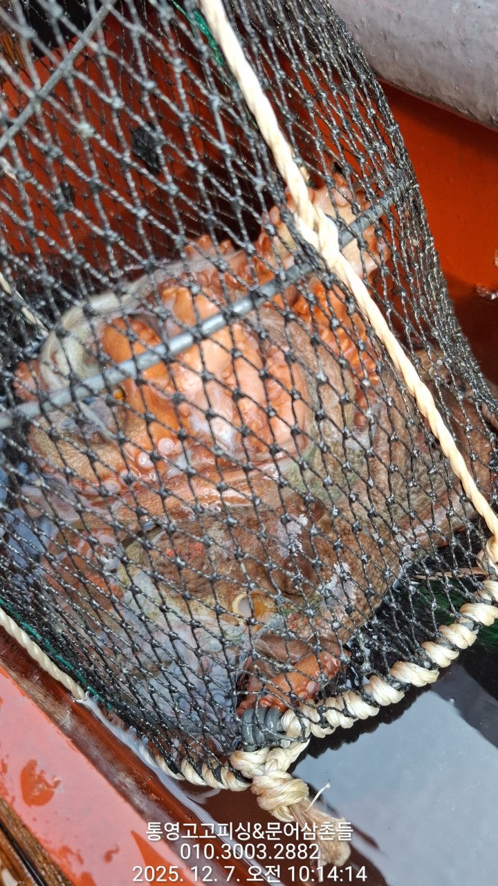 ����ڰ� �ø� �̹���