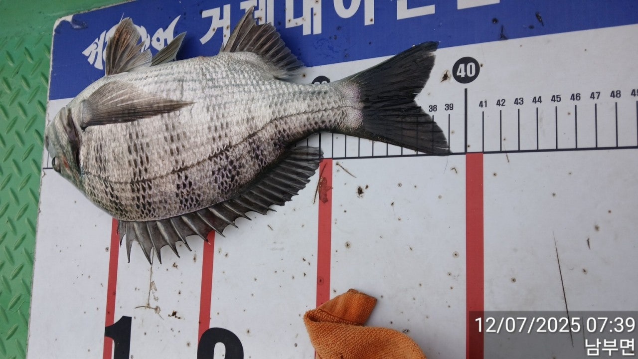 ����ڰ� �ø� �̹���