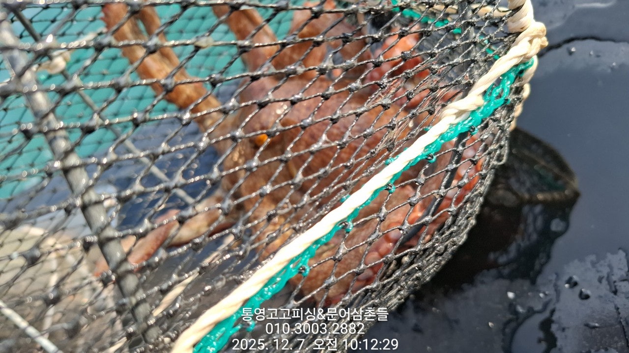 ����ڰ� �ø� �̹���