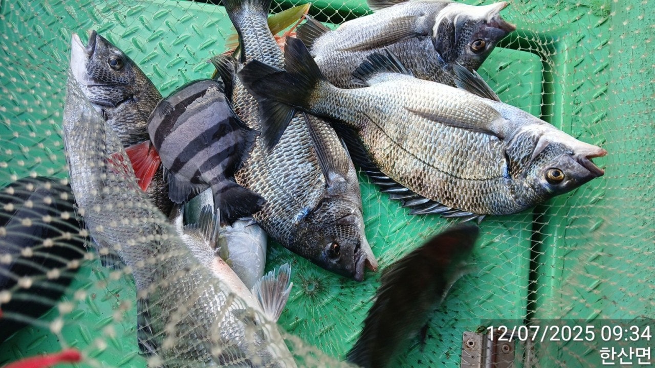 ����ڰ� �ø� �̹���