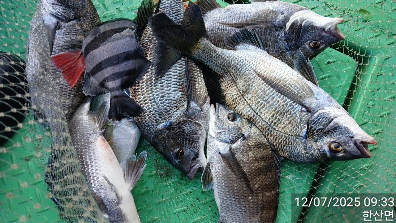 ����ڰ� �ø� �̹���