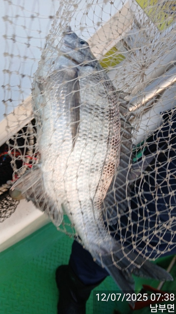 ����ڰ� �ø� �̹���