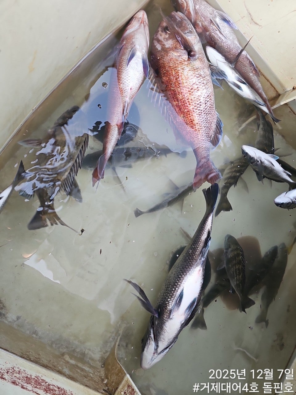 ����ڰ� �ø� �̹���