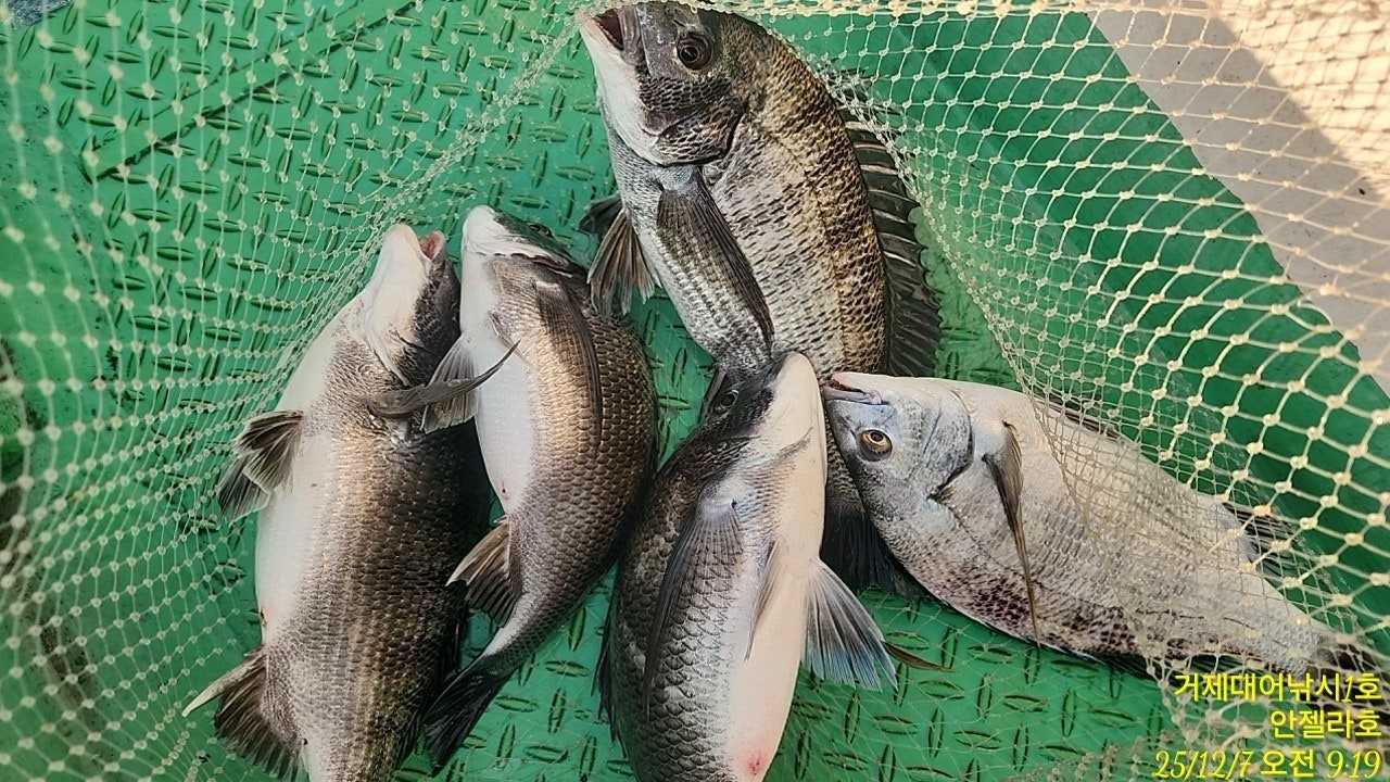 ����ڰ� �ø� �̹���